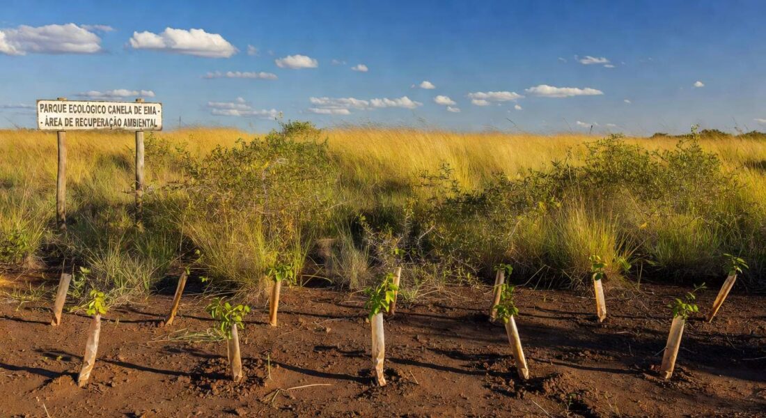 Área de recuperação no Parque Ecológico Canela de Ema com mais de 300 mudas nativas plantadas pela Sema-DF.