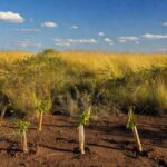 Área de recuperação no Parque Ecológico Canela de Ema com mais de 300 mudas nativas plantadas pela Sema-DF.