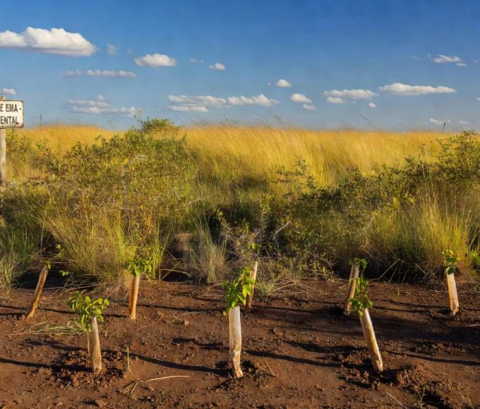 Área de recuperação no Parque Ecológico Canela de Ema com mais de 300 mudas nativas plantadas pela Sema-DF.