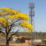 Ipê centenário ao lado de antena em Sobradinho, Distrito Federal