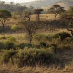 Paisagem do Cerrado no DF com vegetação nativa em unidade de conservação