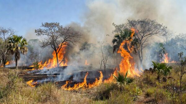 Incêndio na Reserva Biológica da Contagem no Distrito Federal