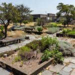 Jardim terapêutico em Brasília com vegetação do cerrado, simbolizando lei aprovada no DF