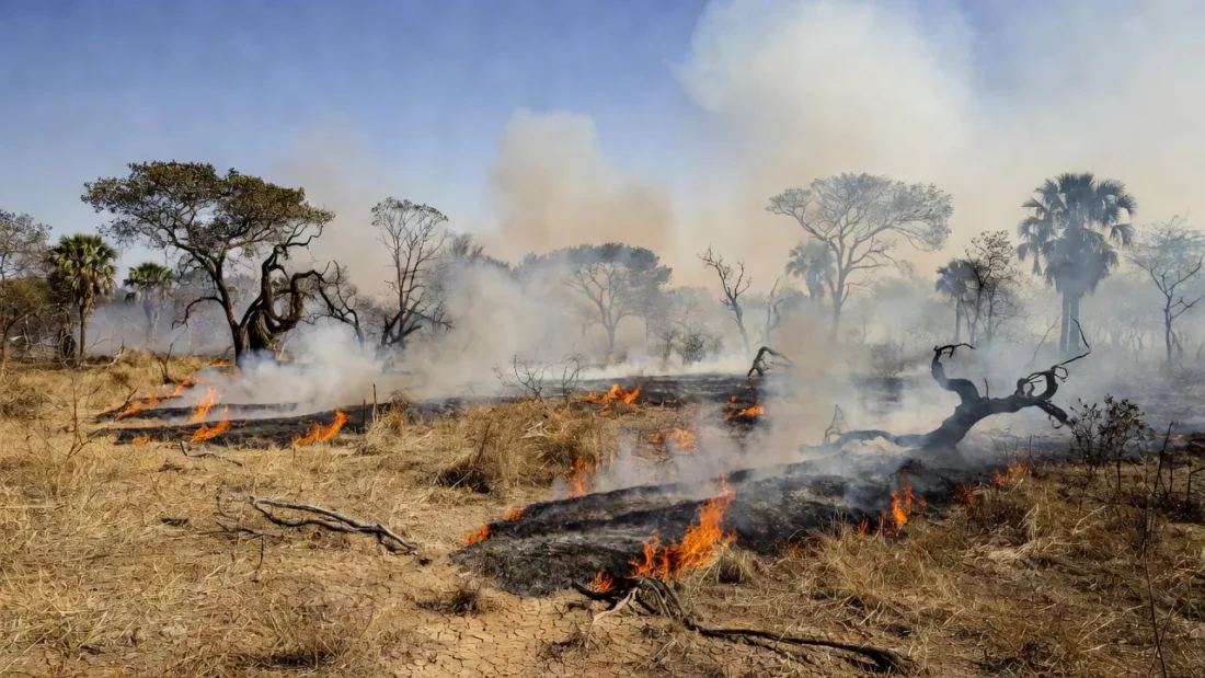 Focos de incêndio no Cerrado seco do Distrito Federal durante longa estiagem