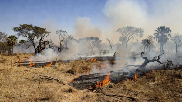 Focos de incêndio no Cerrado seco do Distrito Federal durante longa estiagem